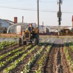 nawożenie organiczne