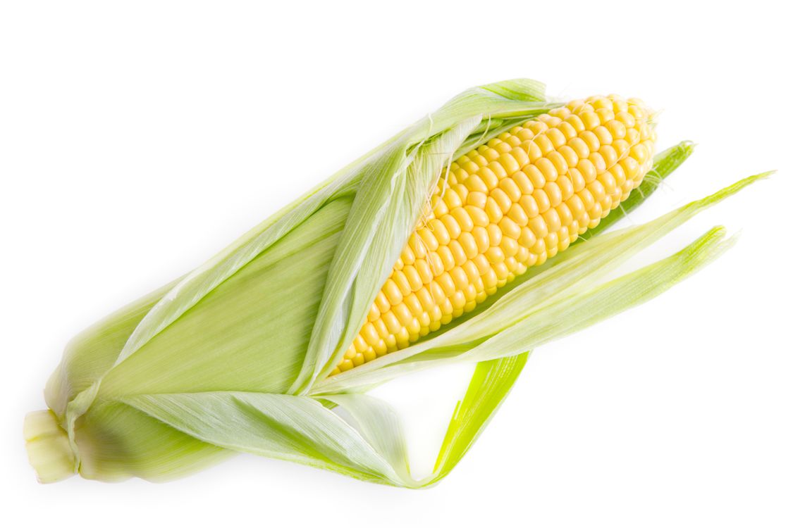 Sposób sadzenia kukurydzy