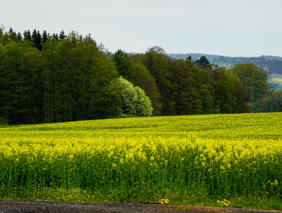 Okres kwitnienia rzepaku