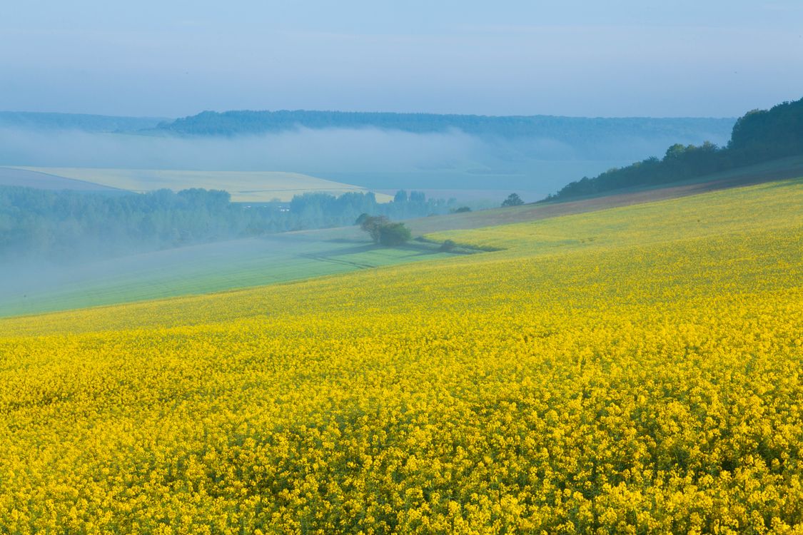 samopsza, facelia, koniczyna czerwona