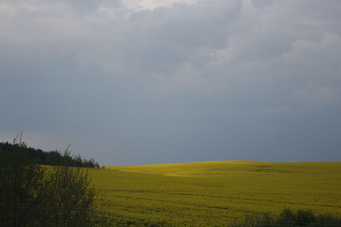 Co robi się z rzepaku