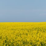 Ile waży metr sześcienny rzepaku