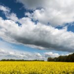 Jaka odmiana rzepaku nadaje się na słabe gleby